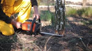 Best Hazardous Tree Removal  in Teviston, CA